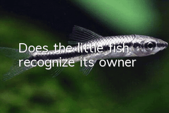 Does the little fish recognize its owner?