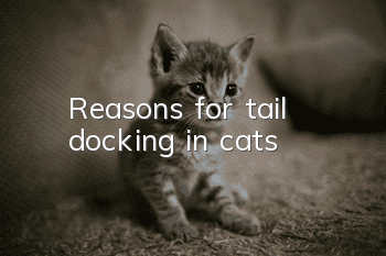 Reasons for tail docking in cats