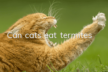 Can cats eat termites?