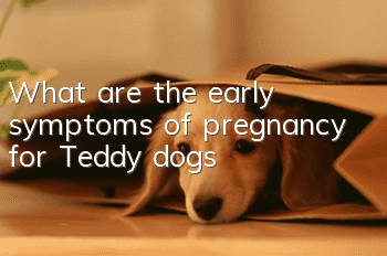 What are the early symptoms of pregnancy for Teddy dogs?