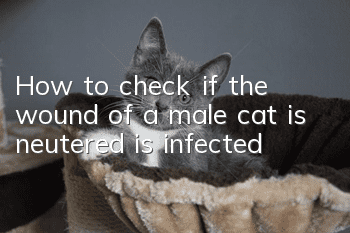 How to check if the wound of a male cat is neutered is infected