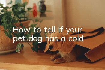 How to tell if your pet dog has a cold