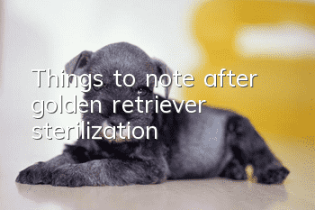 Things to note after golden retriever sterilization