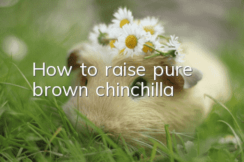 How to raise pure brown chinchilla