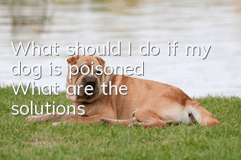 What should I do if my dog is poisoned? What are the solutions?