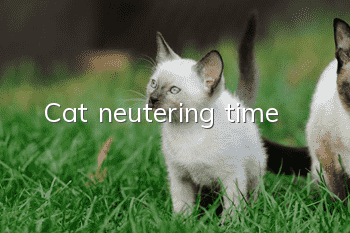 Cat neutering time