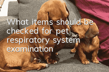 What items should be checked for pet respiratory system examination?