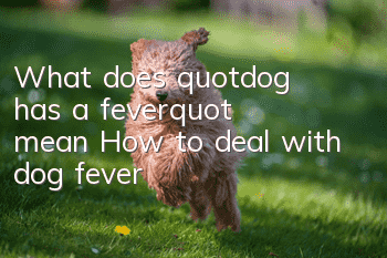 What does "dog has a fever" mean? How to deal with dog fever?
