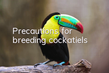 Precautions for breeding cockatiels