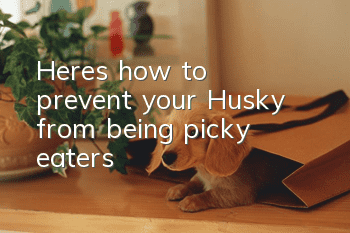 Here’s how to prevent your Husky from being picky eaters!