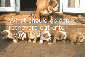 What should golden retrievers eat after giving birth?