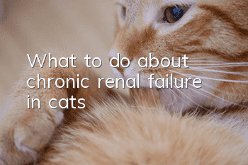What to do about chronic renal failure in cats