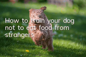 How to train your dog not to eat food from strangers