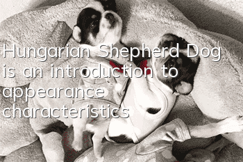 Hungarian Shepherd Dog is an introduction to appearance characteristics