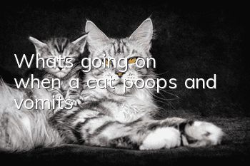 What's going on when a cat poops and vomits?