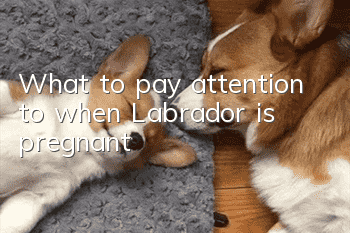 What to pay attention to when Labrador is pregnant