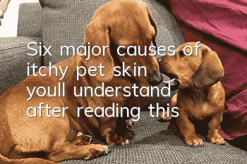 Six major causes of itchy pet skin, you’ll understand after reading this!