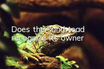 Does the sand toad recognize its owner?