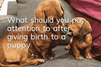 What should you pay attention to after giving birth to a puppy?