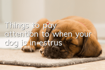 Things to pay attention to when your dog is in estrus