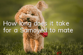 How long does it take for a Samoyed to mate?