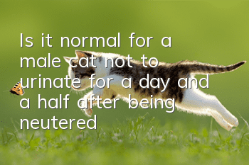 Is it normal for a male cat not to urinate for a day and a half after being neutered?