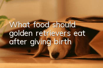 What food should golden retrievers eat after giving birth?