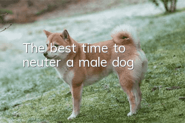 The best time to neuter a male dog