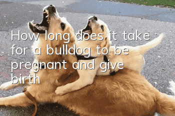 How long does it take for a bulldog to be pregnant and give birth?