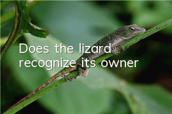 Does the lizard recognize its owner?