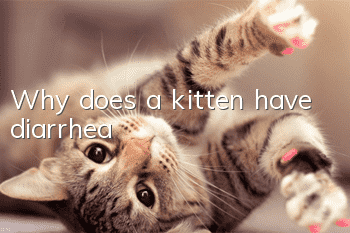 Why does a kitten have diarrhea?