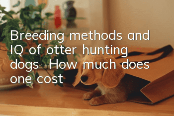Breeding methods and IQ of otter hunting dogs | How much does one cost?