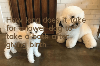 How long does it take for a lower dog to take a bath after giving birth?