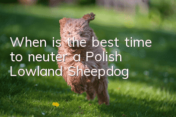 When is the best time to neuter a Polish Lowland Sheepdog?