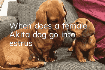 When does a female Akita dog go into estrus?