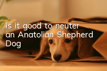Is it good to neuter an Anatolian Shepherd Dog?