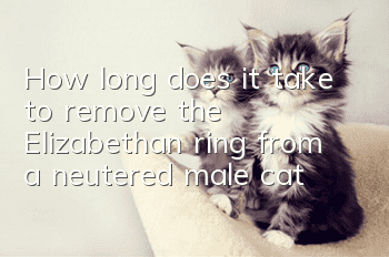 How long does it take to remove the Elizabethan ring from a neutered male cat?