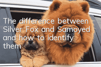 The difference between Silver Fox and Samoyed and how to identify them