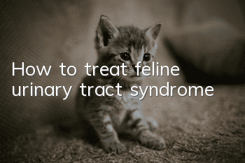 How to treat feline urinary tract syndrome
