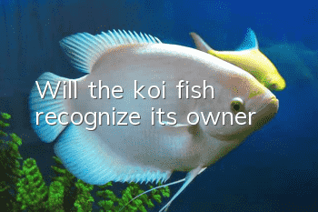 Will the koi fish recognize its owner?