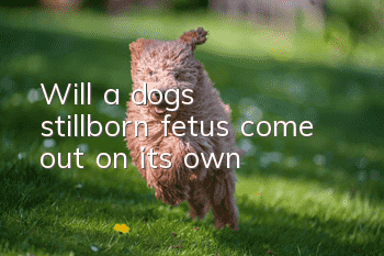 Will a dog's stillborn fetus come out on its own?