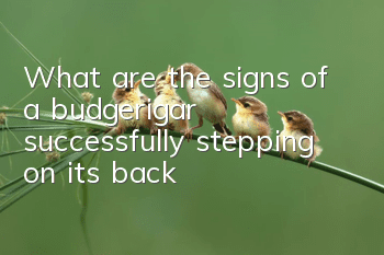 What are the signs of a budgerigar successfully stepping on its back?