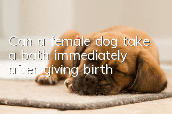 Can a female dog take a bath immediately after giving birth?