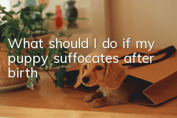 What should I do if my puppy suffocates after birth?