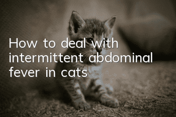 How to deal with intermittent abdominal fever in cats