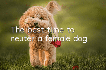 The best time to neuter a female dog