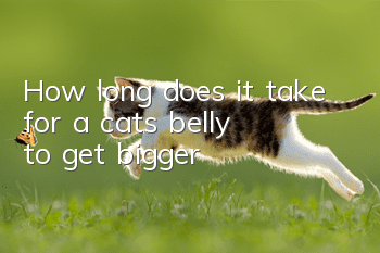 How long does it take for a cat's belly to get bigger?