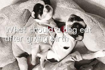 What should a dog eat after giving birth?