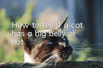 How to tell if a cat has a big belly or not?