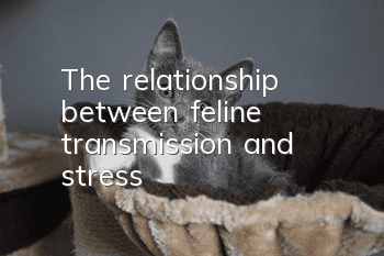 The relationship between feline transmission and stress